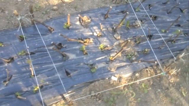 Посадка черенков винограда -ч2 результат. Перезалив 6 смотреть онлайн