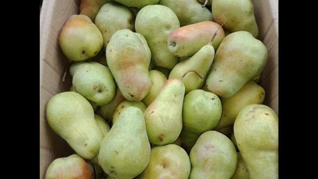 Мед, яблочки, груши и сливы с доставкой по Астане от Со?