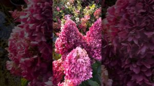 Вся правда о гортензии метельчатой Little Fraise и Little Fresco, Л