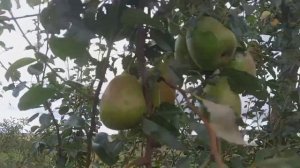 Обзор сорта груши Кудесница