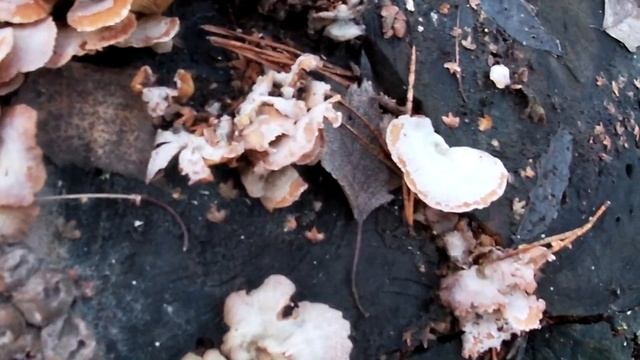 Лесная прогулка с Пуфиком: березовый сок, грибы, первы? смотреть онлайн