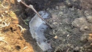 Посадка саженцев  винограда, весна 2024 г.