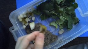 делаю домик для моей божьей коровки