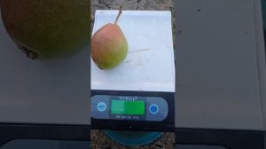 груша сорта Июньская ранняя