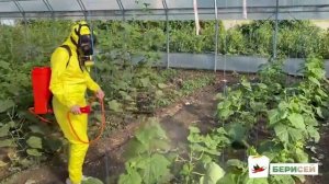 100% способ избавиться от трипса. Испытываем препараты ?
