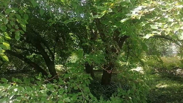 Шелковица белая (Morus alba) смотреть онлайн