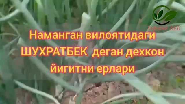 ПИЁЗНИ СТУРОН ДЕГАН НАВИ ПИШАЙ ДЕБ КОЛДИ. смотреть онлайн