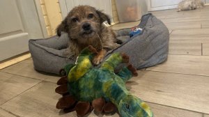 Зоозащита и Telegram: боль или шанс? Часть 2