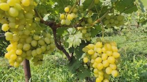 Виноград .Жёлтый Великан.форма Калугина В.В.