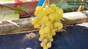 2/4 «Перспективные новинки винограда для посадки в ряд?