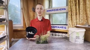 Как вырастить тимьян - чабрец на подоконнике?! Видеоин?