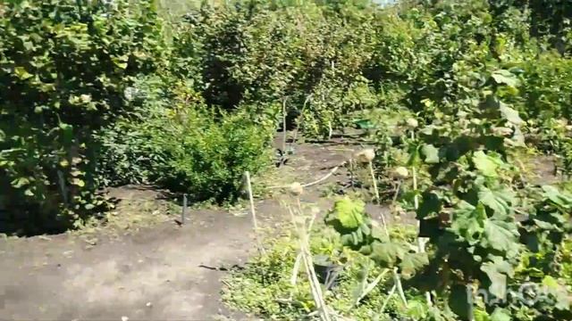 24.08.25. Аферисти почали активізуватися, фальшиві та нея? смотреть онлайн