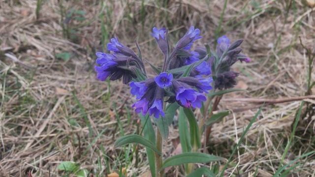 28 мая ПАХОМ по народному календарю. Сеют огурцы,  поздн