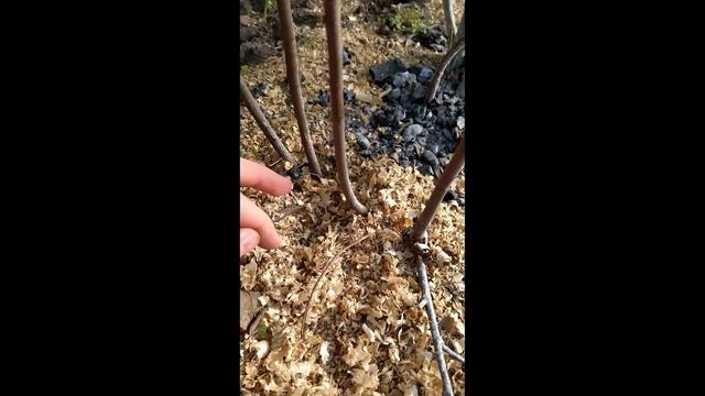 Прививка груши на иргу