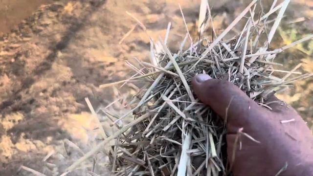 Утро на конюшне. Огород. Уход за арбузами