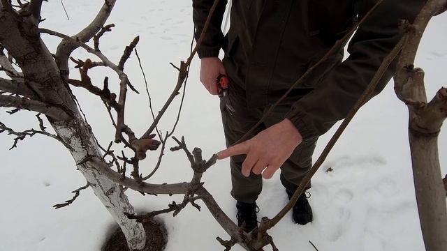 🔴🔴Обрежь Грушу Правильно. Обрезка Груши Весной.