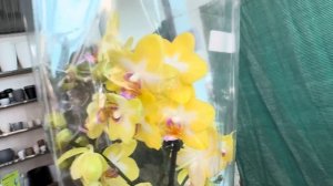 Супер обзор Орхидей ! ( Одесса садовый центр )