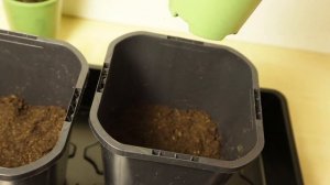 Перевалка рассады перца и баклажана в большие емкости