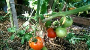 Томат Белый налив на 04.08.18