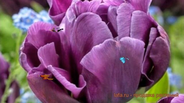 Тюльпан махровый Аликанте (tulipa Alikante) 🌿 Аликанте обзор