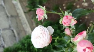 Роза Викториан классик.Осеннее цветение.Юг