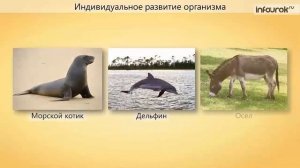 Периодизация и продолжительность жизни животных | Био