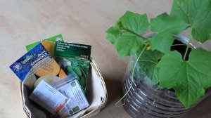 ПРЕДПОСЕВНАЯ ОБРАБОТКА СЕМЯН: тыквы, патиссонов, каба?