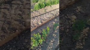Обзор клонового подвоя черешни ВСЛ2. Что важно знать
