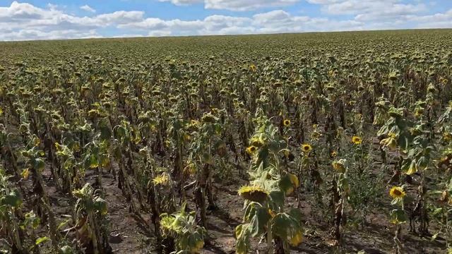 Прямой посев спасает подсолнечник: Невероятный контр? смотреть онлайн