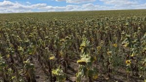 Прямой посев спасает подсолнечник: Невероятный контр?