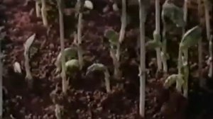 Учебный фильм Развитие растения из семени