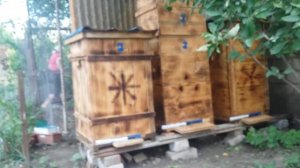 пчелы разведчицы