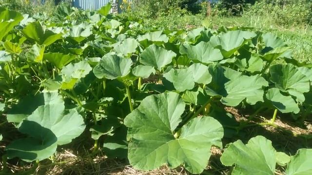 ЭКО-огород. Трава, сорняки и я. Красота в божественной ? смотреть онлайн