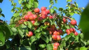 Самый сладкий абрикос ВАНИЛЛА КОТ / Обзор на 11, 15, 24 июл?