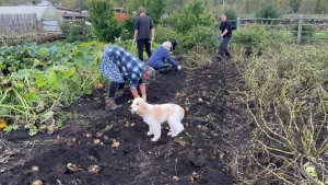 Копаем КАРТОШКУ у РОДИТЕЛЕЙ. Как ПОТОПАЕШЬ, так и ПОЛОПАЕШЬ 😅