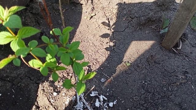 Плодовые деревья в моём саду