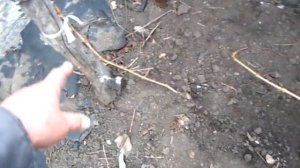 Размножение винограда отводками