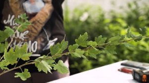 Бесшипные сорта крыжовника