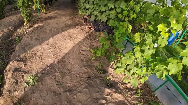 Обзор винограда в теплицах на 25 августа 2023г. смотреть онлайн