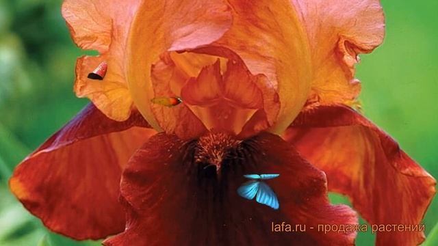 Ирис бородатый Натчез Трейс (iris natchez trace) 🌿 обзор: как с смотреть онлайн