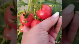 Обзор на низкорослый томат Взрыв .