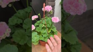 ЮВ Даная Пеларгония Герань