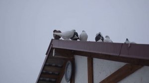 Разделяем голубей от голубок. Готовимся к сезону 2025 го