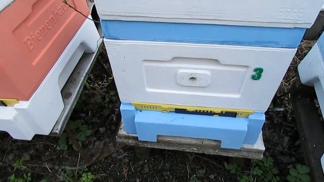 ночные похолодания и воровство у пчел на пасеке - охра? смотреть онлайн