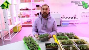 РАССАДА ОСТАНОВИЛАСЬ В РОСТЕ? Это дешевое средство вс?