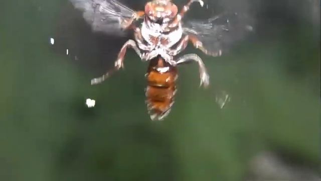 ИНСЕКТАРИЙ: 148. Nomada Ruficornis