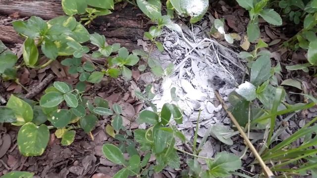 Уничтожаю осиное гнездо в земле.Флорида США.How To KILL A Grou