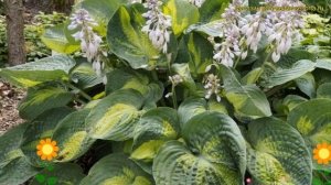 Хоста гибридная Аллигатор Алле. Краткий обзор, описан?