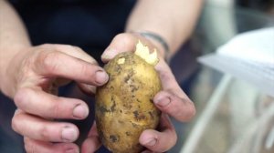 Зачем разрезают картофель перед посадкой?🥔Кербовка?