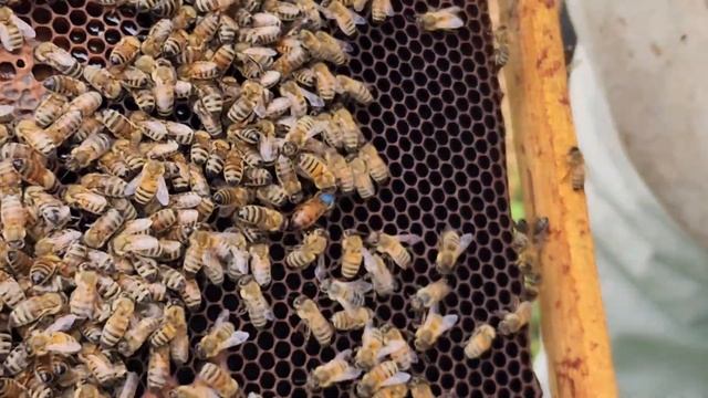 23 августа.  Начинаем объединять семьи в зиму